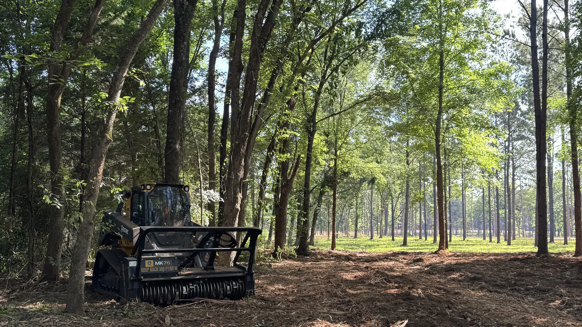 Pine stand in East Texas with the understory cleared by forestry mulching