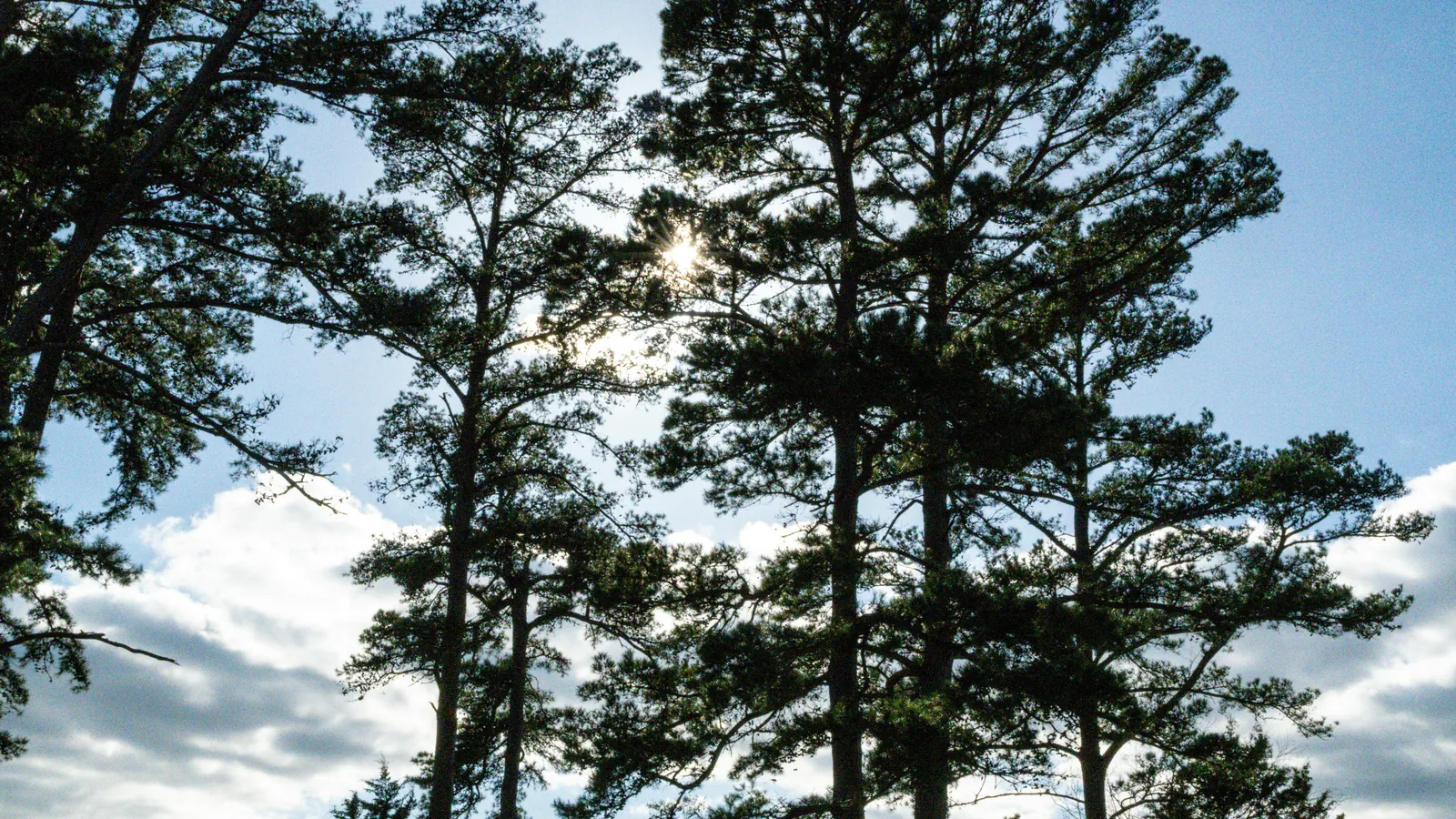 Pine and hardwood timber along an East Texas road
